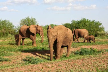 Tanzanya 'daki Manyara Gölü Ulusal Parkı' nda Afrika filleri