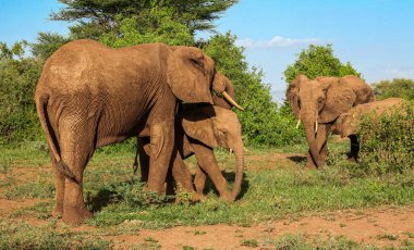 Tanzanya 'daki Manyara Gölü Ulusal Parkı' nda Afrika filleri