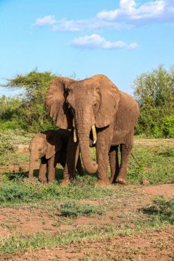 Tanzanya 'daki Manyara Gölü Ulusal Parkı' nda Afrika filleri