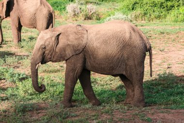 Tanzanya 'daki Manyara Gölü Ulusal Parkı' nda Afrika filleri