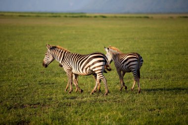 Tanzanya 'daki Manyara Gölü Ulusal Parkı' nda Zebralar