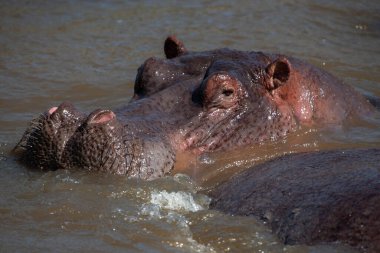 Hippopotamuses in the Serengeti National Park, Tanzania