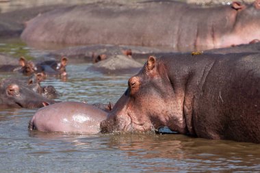 Hippopotamuses in the Serengeti National Park, Tanzania