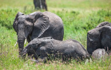 Serengeti Ulusal Parkı, Tanzanya 'da Afrika filleri