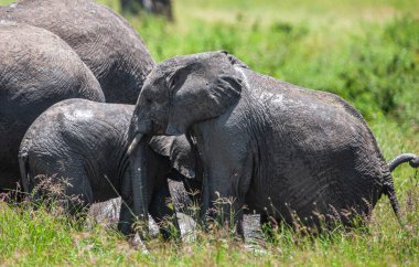 Serengeti Ulusal Parkı, Tanzanya 'da Afrika filleri