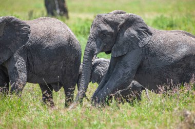 Serengeti Ulusal Parkı, Tanzanya 'da Afrika filleri