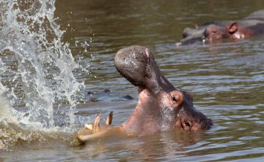 Serengeti Ulusal Parkı, Tanzanya 'da su aygırları