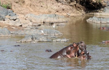 Serengeti Ulusal Parkı, Tanzanya 'da su aygırları