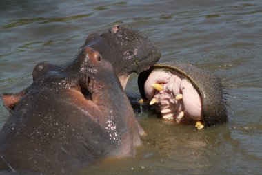 Serengeti Ulusal Parkı, Tanzanya 'da su aygırları