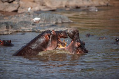 Hippopotamuses in the Serengeti National Park, Tanzania