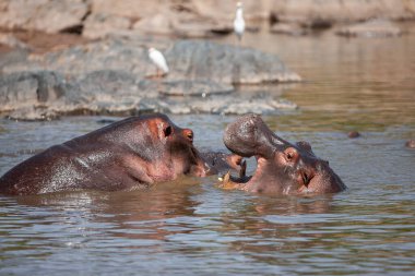 Hippopotamuses in the Serengeti National Park, Tanzania