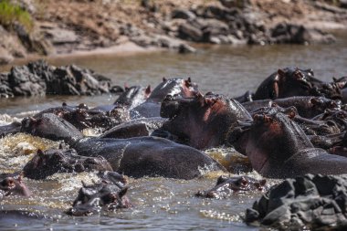 Hippopotamuses in the Serengeti National Park, Tanzania