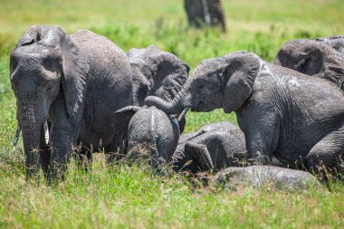 Tanzanya 'daki Manyara Gölü Ulusal Parkı' nda Afrika filleri