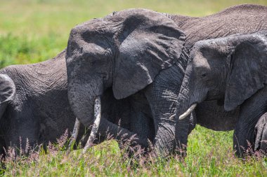 Tanzanya 'daki Manyara Gölü Ulusal Parkı' nda Afrika filleri
