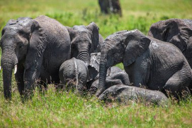 Tanzanya 'daki Manyara Gölü Ulusal Parkı' nda Afrika filleri