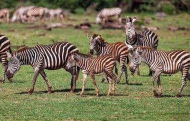 Tanzanya 'daki Manyara Gölü Ulusal Parkı' nda Zebralar
