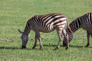 Tanzanya 'daki Manyara Gölü Ulusal Parkı' nda Zebralar
