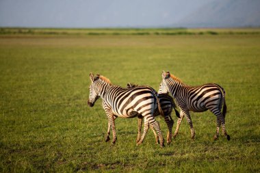 Tanzanya 'daki Manyara Gölü Ulusal Parkı' nda Zebralar