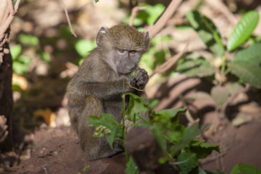 Tanzanya 'daki Manyara Gölü Ulusal Parkı' nda babun. 