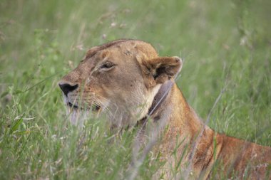 Serengeti Ulusal Parkı, Tanzanya 'da dişi aslan.