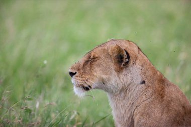 Serengeti Ulusal Parkı, Tanzanya 'da dişi aslan.