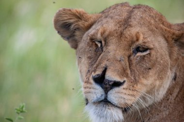 Serengeti Ulusal Parkı, Tanzanya 'da dişi aslan.