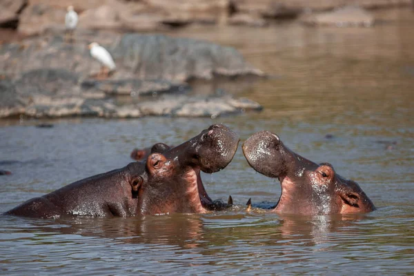 坦桑尼亚塞伦盖蒂国家公园的河马 — 图库照片