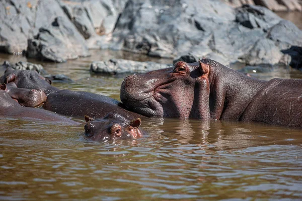 Hipopótamos Serengeti National Park Tanzânia — Fotografia de Stock