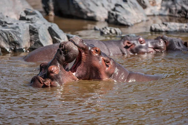 Hippopotamussen Nationaal Park Serengeti Tanzania — Stockfoto