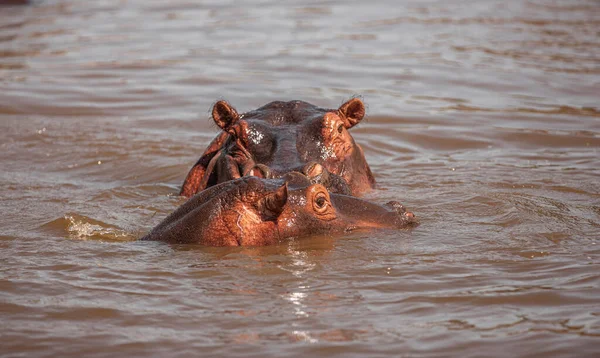 Hippopotamuses Serengeti National Park Tanzania — Stock Photo, Image