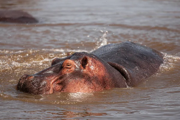 Hipopotamy Parku Narodowym Serengeti Tanzania — Zdjęcie stockowe