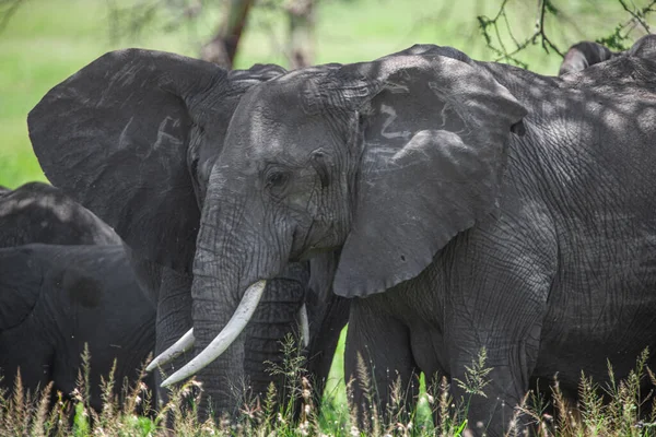Elefanti Africani Nel Parco Nazionale Del Lago Manyara Tanzania — Foto Stock