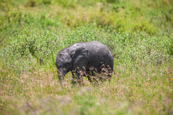 Serengeti Milli Parkı Nın Savanasındaki Fil — Stok fotoğraf