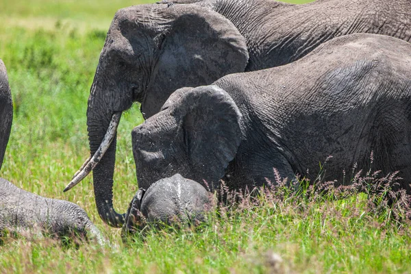 Serengeti Ulusal Parkı Nda Bir Grup Fil — Stok fotoğraf