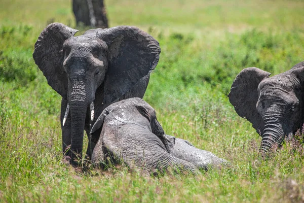 Group Elephants Savannah Serengeti National Park — Stock Photo, Image
