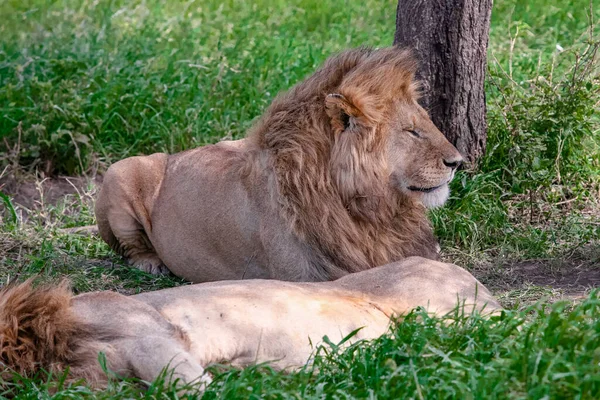 Lwy Trawie Parku Narodowym Serengeti — Zdjęcie stockowe