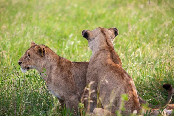 Jovens Leoas Savana Parque Nacional Serengeti — Fotografia de Stock