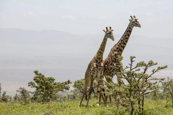 Dzikie Żyrafy Kraterze Ngorongoro Tanzania — Zdjęcie stockowe