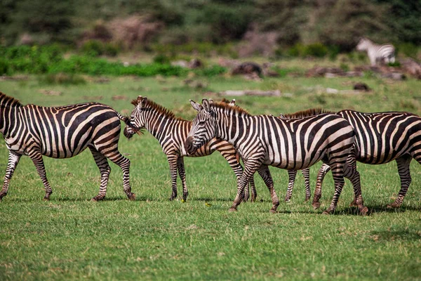 Tanzanya Daki Manyara Gölü Ulusal Parkı Nda Zebralar — Stok fotoğraf