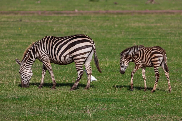 Cebras Parque Nacional Del Lago Manyara Tanzania —  Fotos de Stock