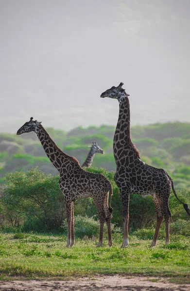 Żyrafy Parku Narodowym Jezioro Manyara Tanzania — Zdjęcie stockowe