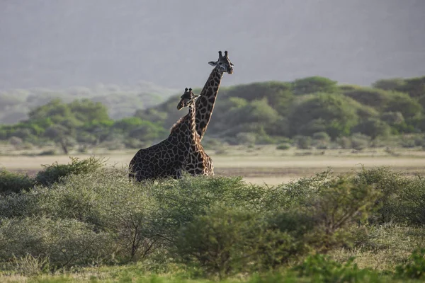Giraffes Lake Manyara National Park Tanzania — Stock Photo, Image