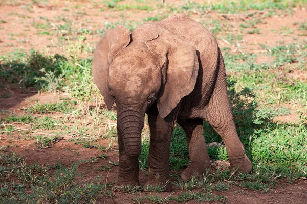 Африканський Слон Національному Парку Озера Маньяра Танзанія — стокове фото