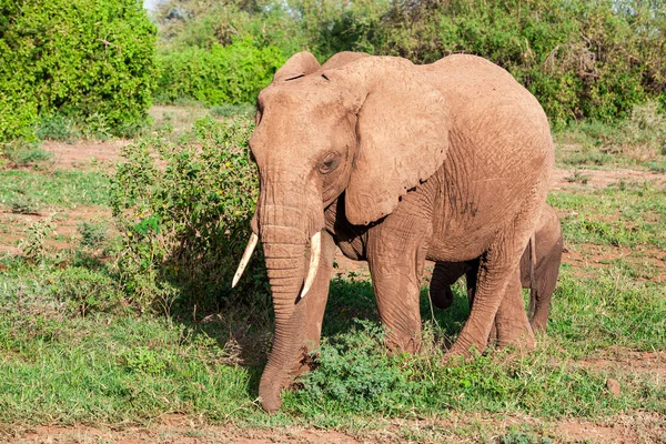 Afrikanischer Elefant Lake Manyara Nationalpark Tansania — Stockfoto