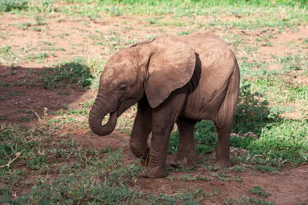 Afrikansk Elefant Lake Manyara National Park Tanzania — Stockfoto