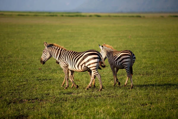 Cebras Parque Nacional Del Lago Manyara Tanzania — Foto de Stock