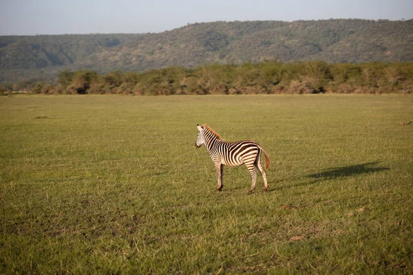 Zebra Füvön Manyara Nemzeti Park — Stock Fotó