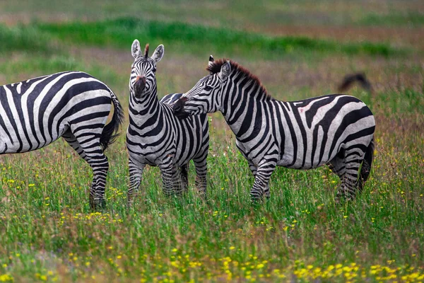 Zebras Serengeti Nationalpark Tanzania — Stockfoto