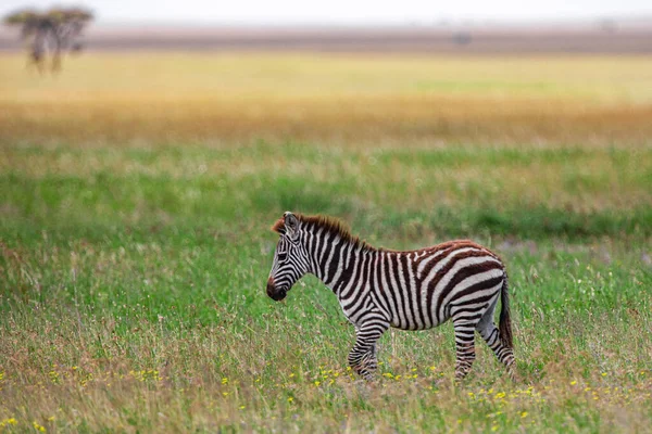 Зебра Національному Парку Серенгеті Танзанія — стокове фото