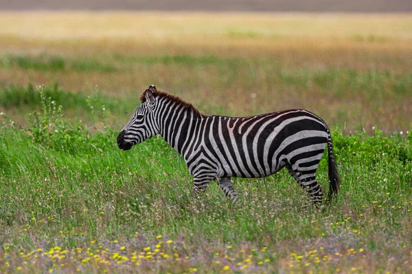 Зебра Національному Парку Серенгеті Танзанія — стокове фото